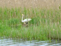 2016-05-14 12h31m58 - Wilde Zwaan- Pierre Bernard
